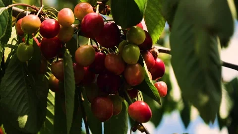Unripe cherry berries on the tree in the summer sun sway in the wind Stock Footage 156512158