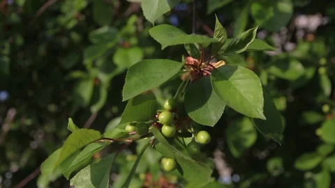Unripe cherry Vídeos de archivo 107444748