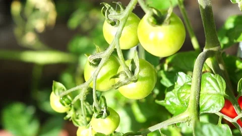 Unripe Cherry Tomato Stock Footage 137249674
