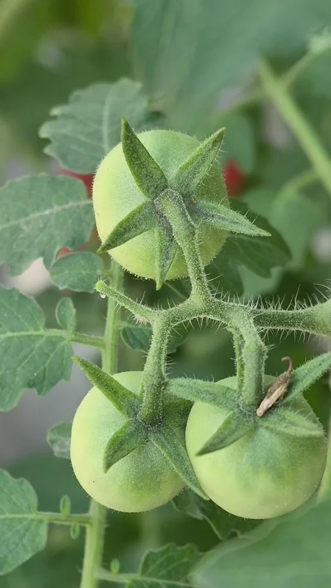Unripe cherry tomatoes Stock Footage 314925642