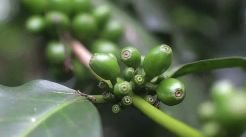 Unripe coffee beans Stock Footage 37946120
