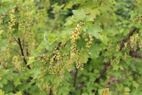 Unripe currant in the spring Stock Photos