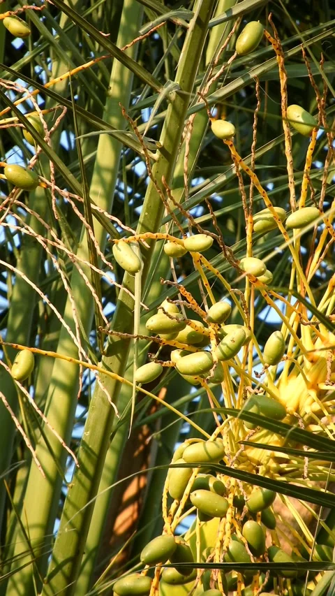 Unripe Dates On Palm Tree - 4k Vertical Footage Stock Footage 340828289