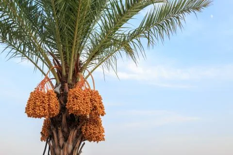 Unripe dates on palm tree Stock Photos