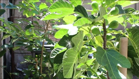 Unripe fig on the tree Stock Footage 138890814