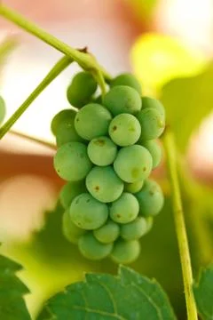 Unripe grape cluster Foto stock