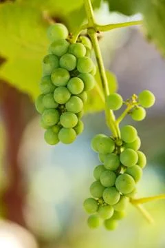 Unripe grape clusters Foto stock