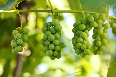 Unripe grape clusters Stock Photos