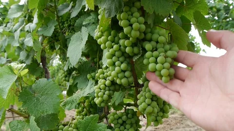 Unripe grape in the vineyard. Stock Footage 113222685