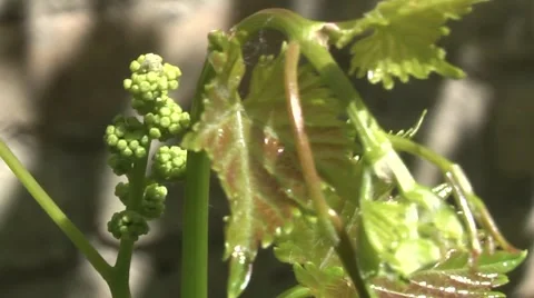 Unripe grapes Stock Footage 5700989