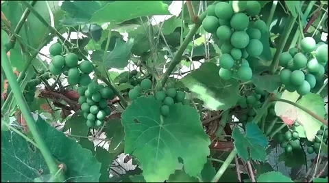 Unripe grapes Stock Footage 65266219