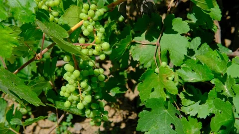 Unripe grapes Stock Footage 158822398
