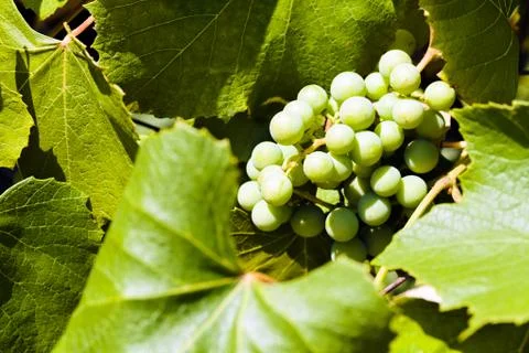 Unripe grapes Stock Photos