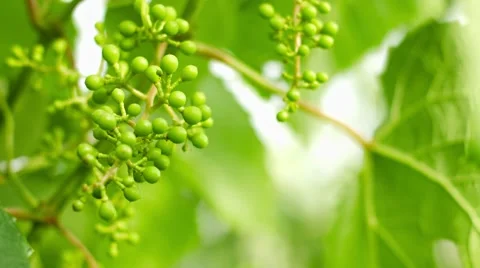 Unripe grapes on the vine 库存影片 41847306