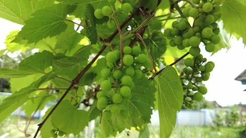 Unripe grapes on the vine Stock Footage 201624608