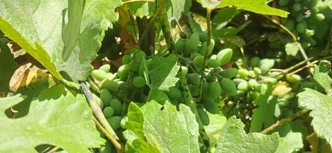 Unripe Grapes on the Vine Stock Footage 342125862