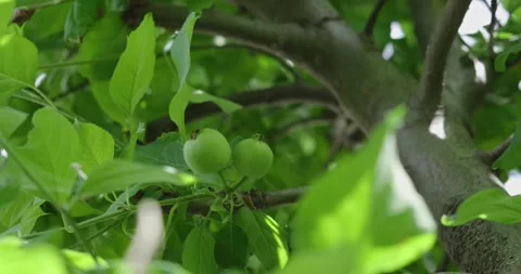 Unripe Green Apples on Tree in Spring 스톡 동영상 334021507