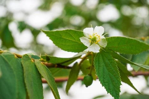 Unripe green cherry fruit and flowers on the tree Stock Photos
