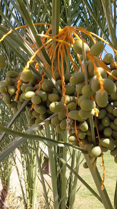 Unripe green dates cluster growing on palm tree in Sahl Hasheesh Egypt Stock Footage 337583966