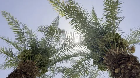 Unripe green dates clusters growing on a palm tree against a clear summer sky. Stock Footage 337406900