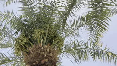 Unripe green dates clusters growing on a palm tree against a clear summer sky. Stock Footage 337406905