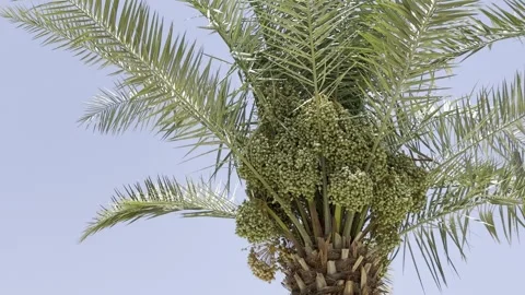 Unripe green dates clusters growing on a palm tree against a clear summer sky. Vídeo Stock 337406918