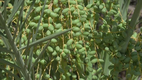 Unripe Green Dates Hanging From a Date Palm Tree Video stock 338029855