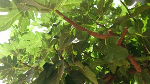 Unripe green figs on fig tree branches under bright sunlight. Large green leaves Stock Footage 341952557