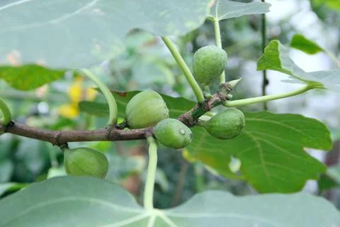 Unripe green figs growing on a tree branch with large leaves close up Stock Photos
