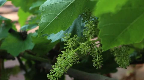 Unripe green grape Vídeo Stock 50896776
