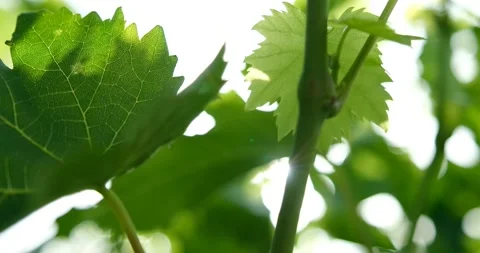 Unripe Green Grape 動画素材 197334405