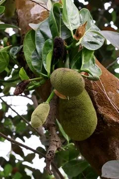 Unripe Green Jackfruit Developing Directly on a Tree Stock Photos