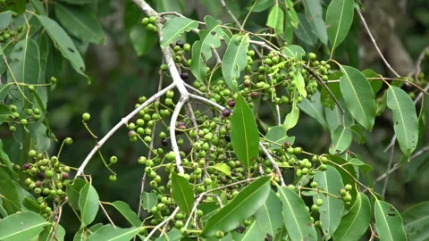 Unripe Green Jamun Fruit Clusters Growing on Tree Branch Stock Footage 337372925