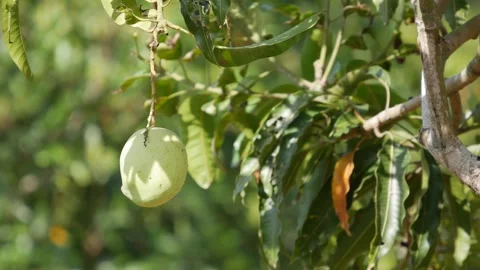 Unripe green mango hanging on a tree branch in a sunny garden with leafy bokeh b Видео 343041364