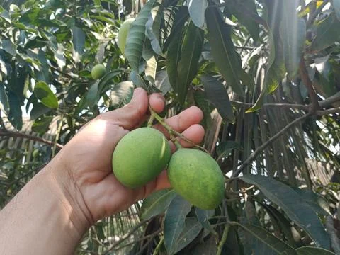 Unripe green mango on the tree branches on isolated touched by human hand Stock Photos
