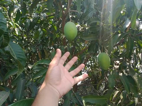 Unripe green mango on the tree branches on isolated touched by human hand 库存照片