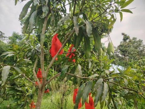Unripe green mangoes developing on a tree branch with red protective bags t.. Fotos Stock