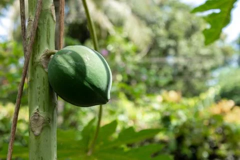 Unripe green papaya on the tree Stock Photos