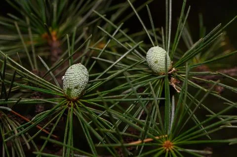 Unripe green pine cones on conifer tree branch Фото