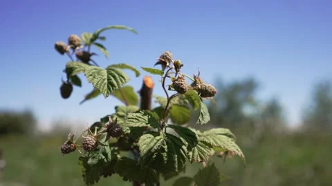 Unripe green raspberry berries on the branches of a raspberry bush. Stock Footage 277440975