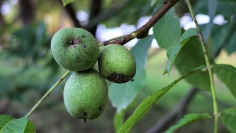 Unripe, green walnuts on the tree Stock Footage 345035885