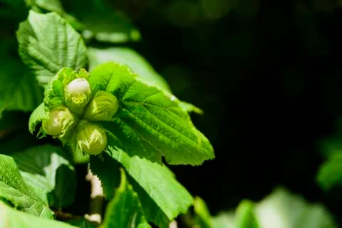 Unripe growing hazelnut on tree Stock Photos