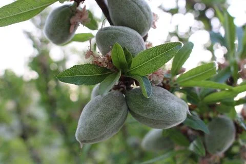Unripe Guara almonds on a tree in Valle de Uco, Mendoza. Argentina Stock Photos