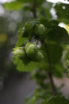 Unripe hazelnut Stock Photos