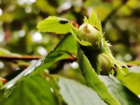 Unripe hazelnut on a tree branch. Stock Photos