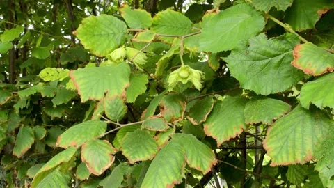Unripe hazelnuts on a branch. Video stock 135791087