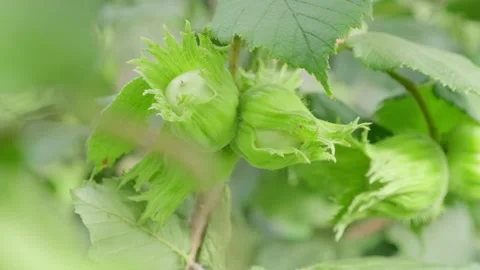 Unripe hazelnuts on a branch Stock Footage 137720068