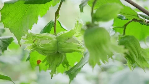 Unripe hazelnuts on a branch Vídeo Stock 138014669