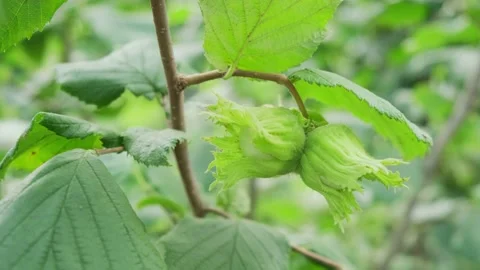 Unripe hazelnuts on a branch Stock Footage 145016758