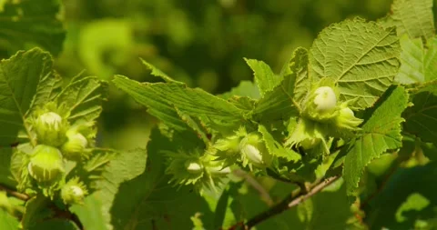 Unripe Hazelnuts Growing on a Branch Stock Footage 337984224